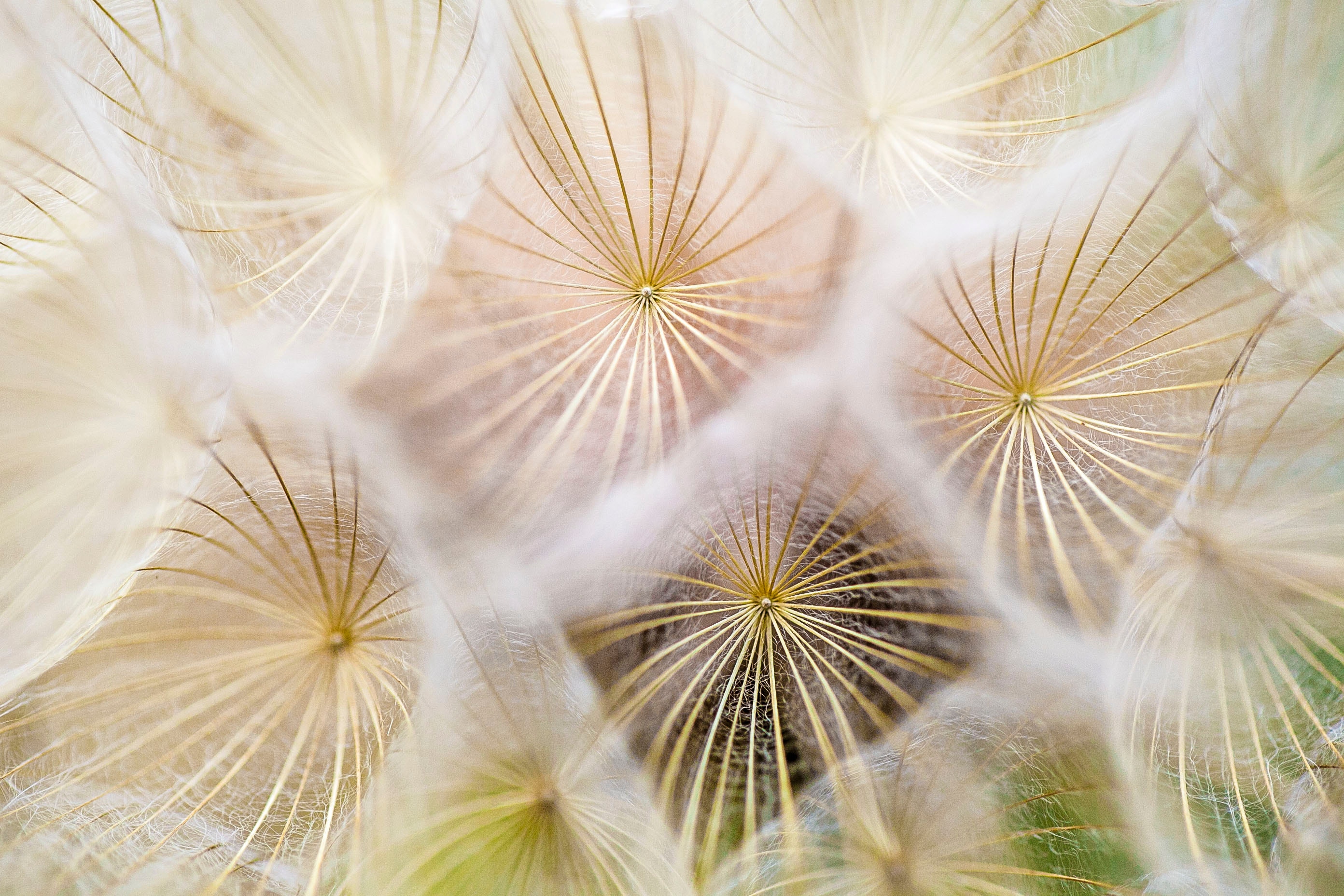 detail bloempluis